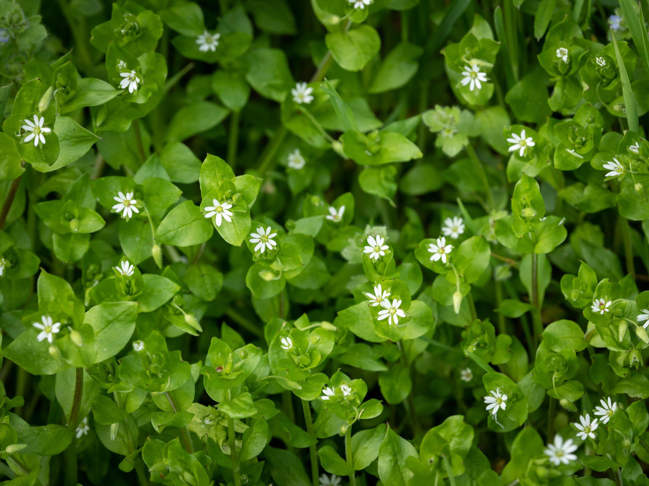 spring weeds: plantain and chickweed