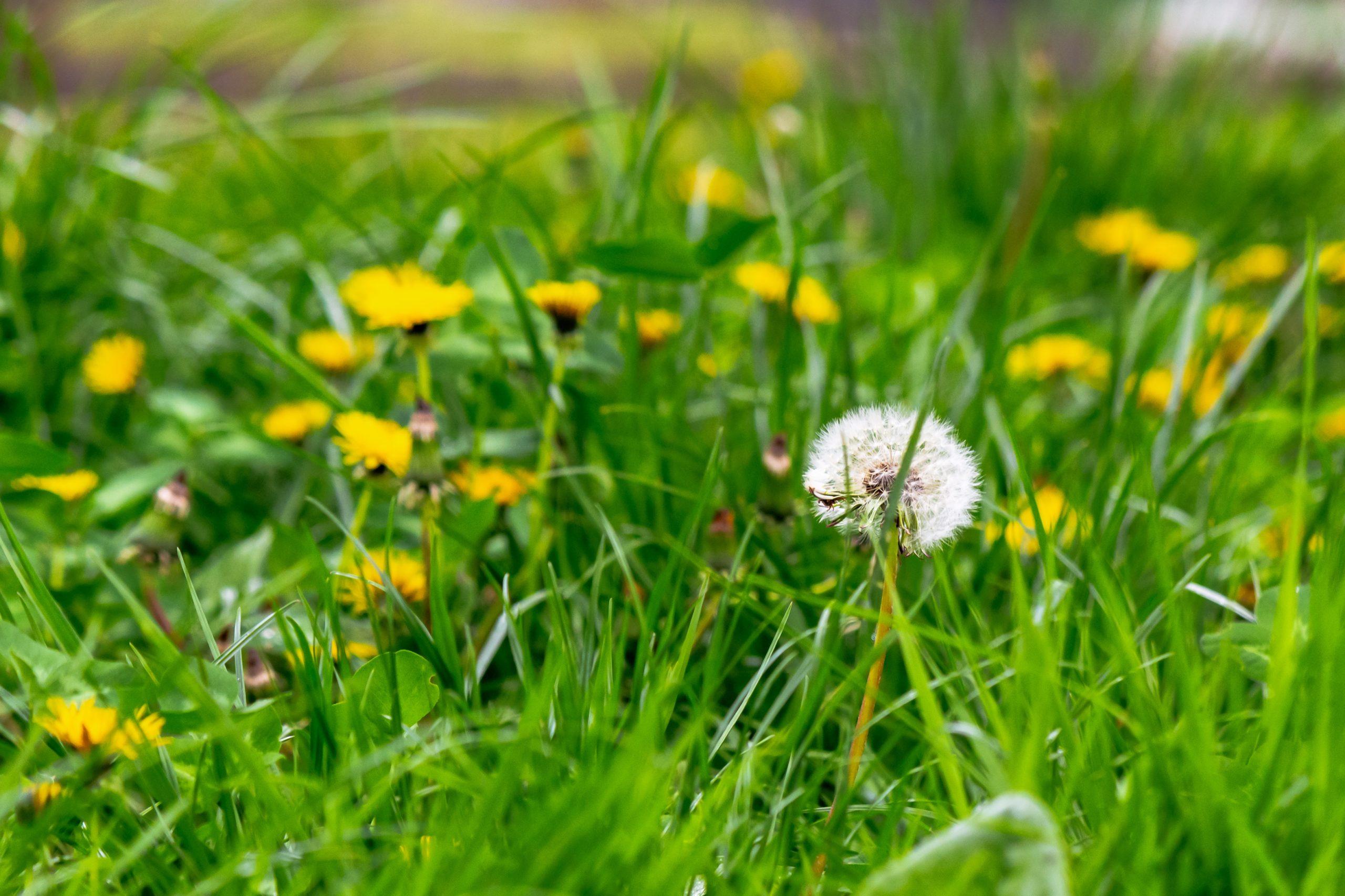 spring weeds: clover and dandelions