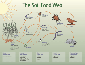 soil food web diagram 