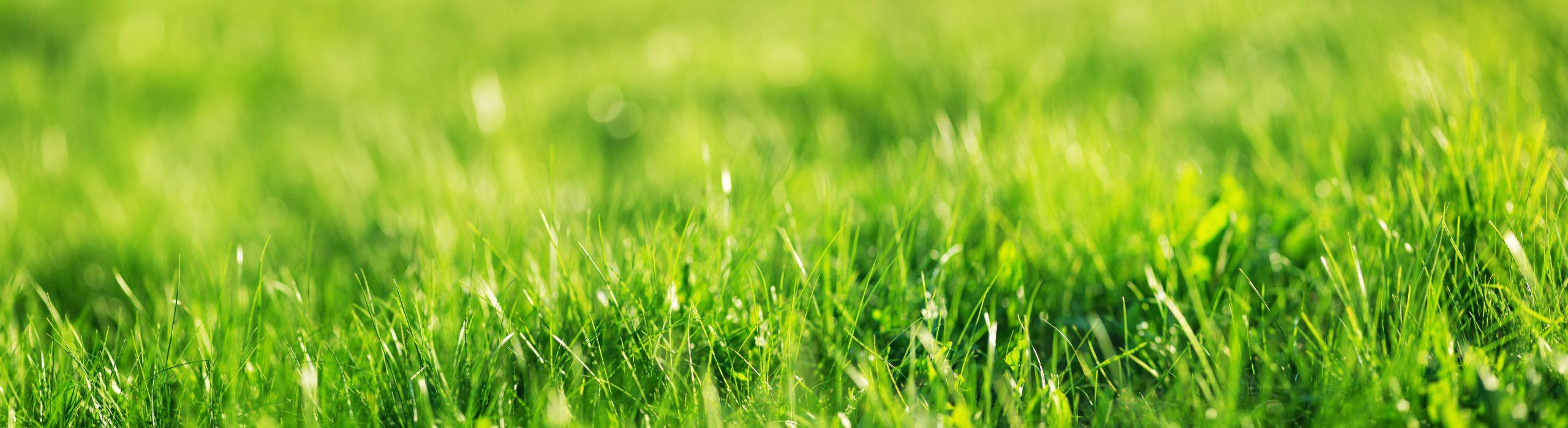 Prep you lawn this spring, organically