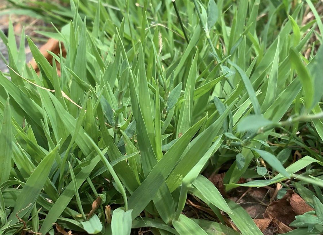 crabgrass in lawn along driveway
