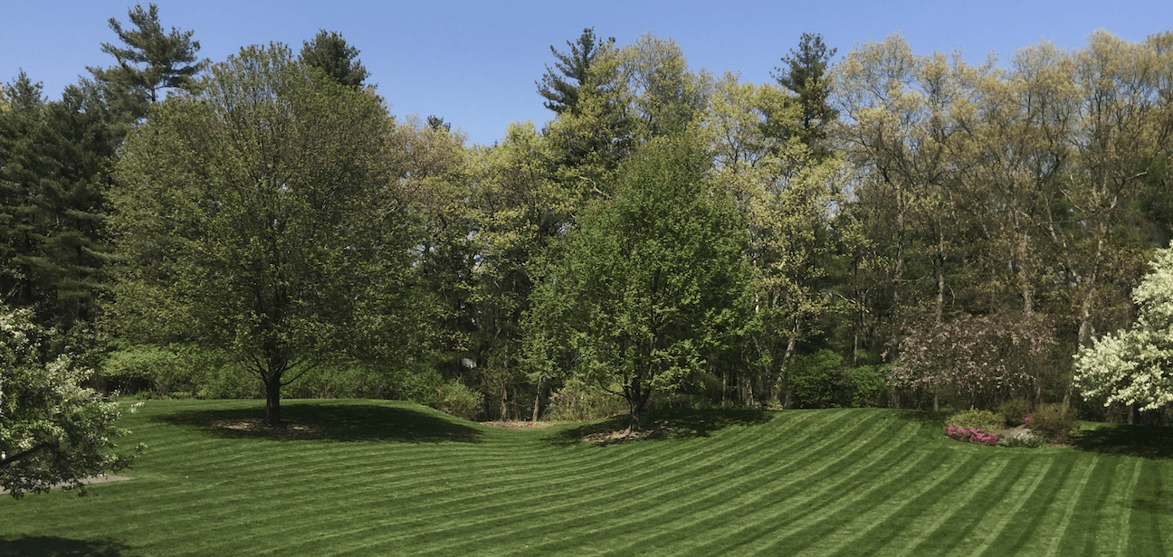 Best Trees for Turf Grass: lawn with trees