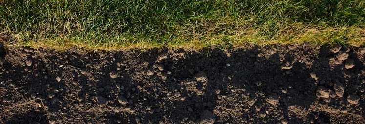 grass on top line of photo and dark brown soil beneath
