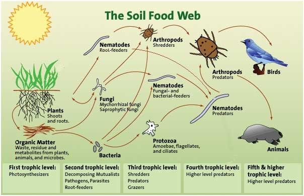 diagram of the soil food web illustrating the different organisms at work in soil biology and turf. 