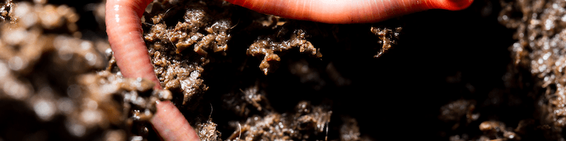 Worm slinking through soil biology close up.