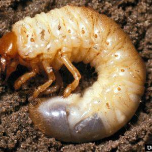 Close up of a grub in soil.