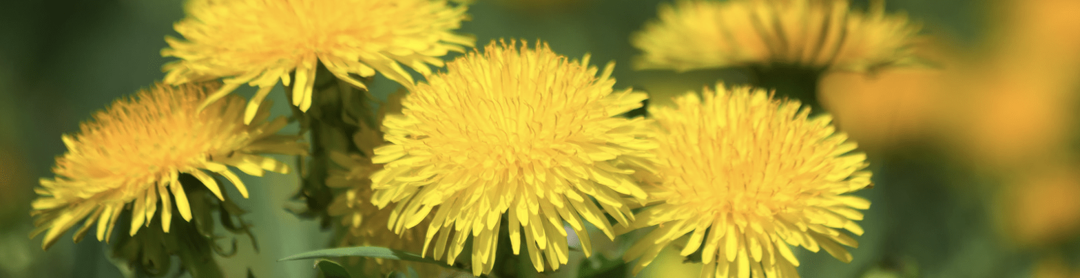 Close up of yellow dandelion florets.