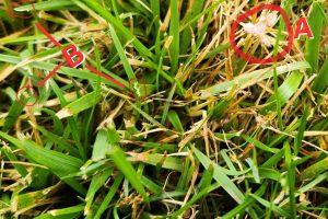 Red Thread forming within turf grass. 