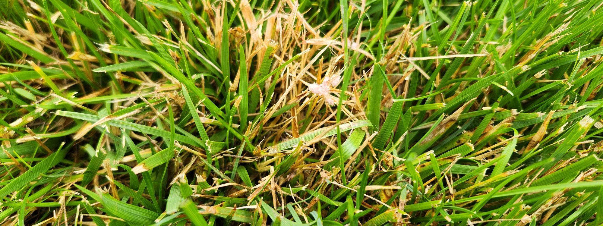 Red Thread in Turf