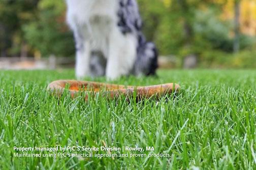 Organic turf care front lawn in Massachusetts with dog frisbee in the foreground.