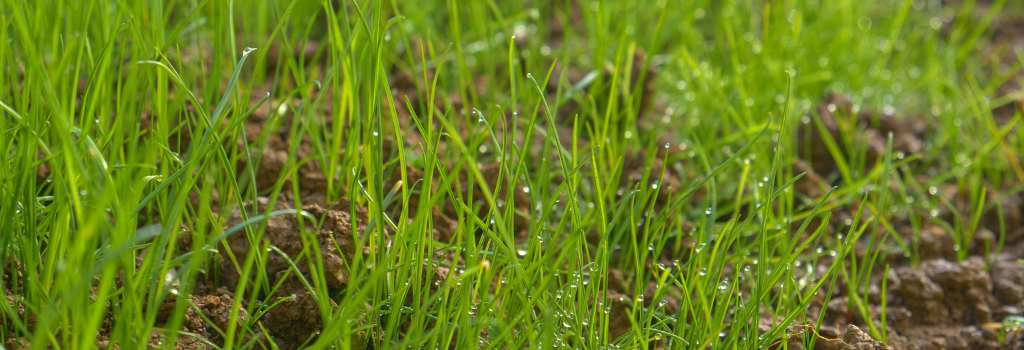 grass growing from soil for Sports Field Management With Grass Seed