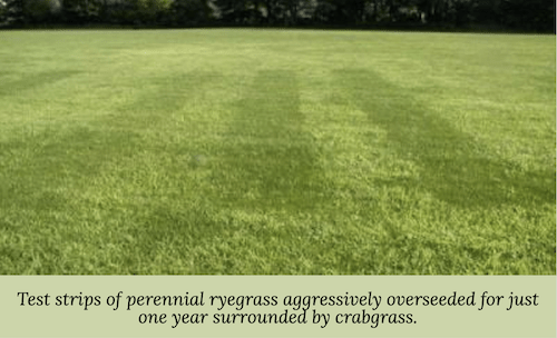 image of grass with test strips of overseeding areas compared to surrounding crabgrass