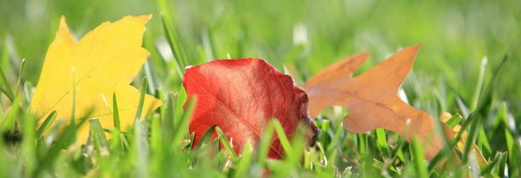 leaves on turf grass