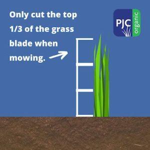 diagram showing that you should only cut the top 1/3 of grass blades when mowing