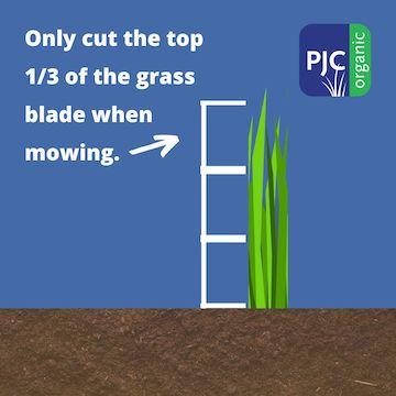 diagram showing that you should only cut the top 1/3 of grass blades when mowing 