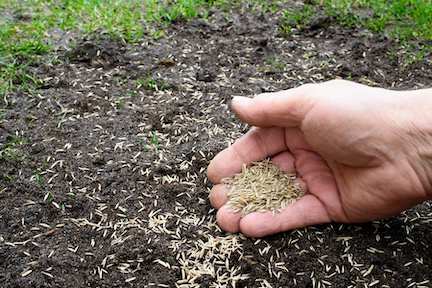 hand over trouble spot on lawn spreading grass seed