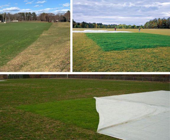 three images of turf blanket green up on fields
