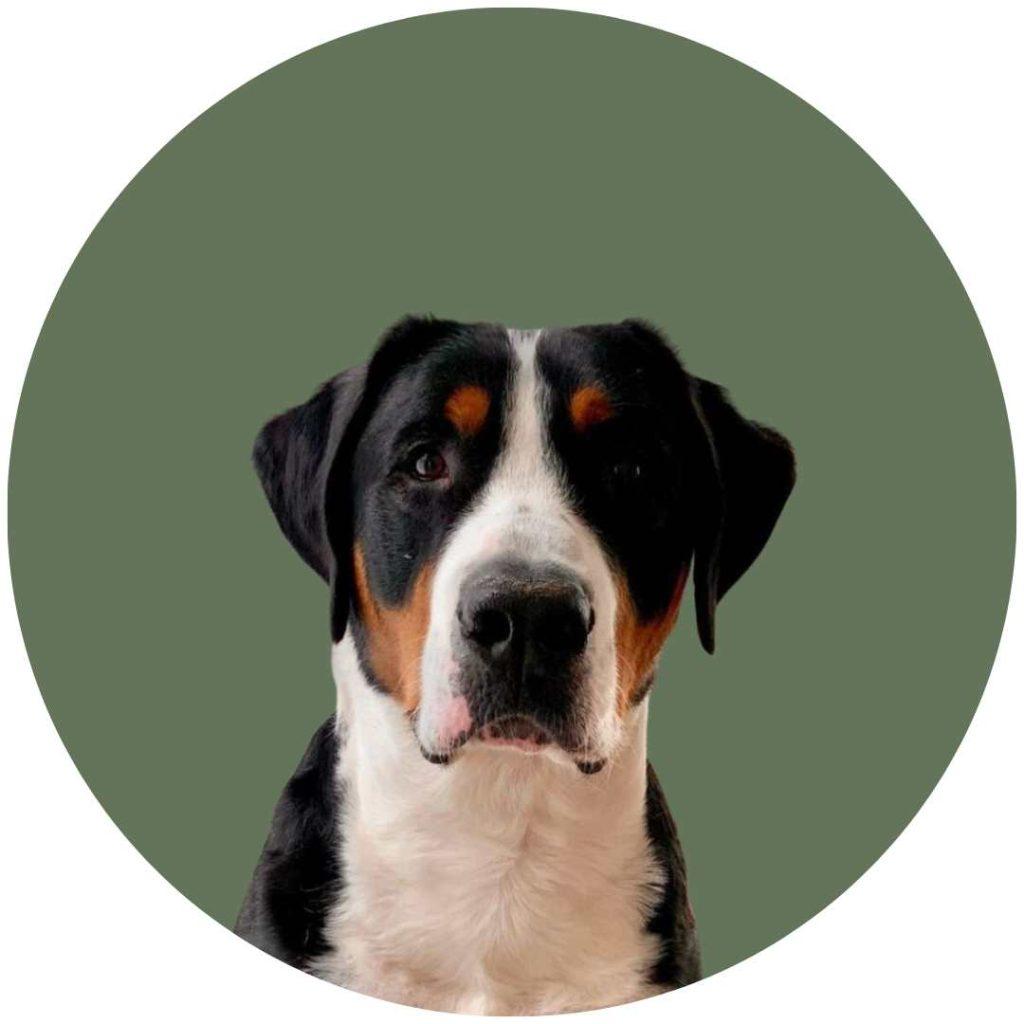 PJC's Greater Swiss Mountain Dog profile photo