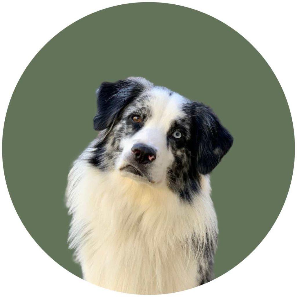 PJC's Australian Shepherd profile photo