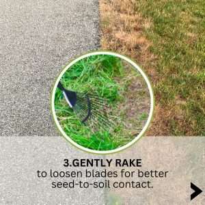 raking lawn for fixing salt-damaged grass