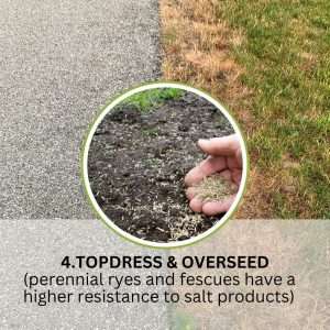 hand topdressing and overseeding lawn to fix salt-damaged grass