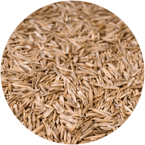 close up image of grass seed as all-natural weed control