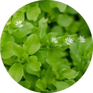 identifying chickweed and how to control it without the using pesticides