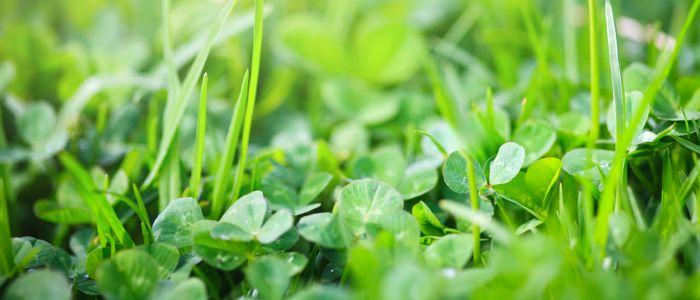 Control Clover All-Naturally in Your Lawn blog header cover with small clover leaves peaking out of turf grass lawn