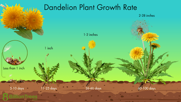growth rate of dandelion roots, stems, and florets for Eliminate Dandelions All-Naturally in Your Lawn blog explainationi