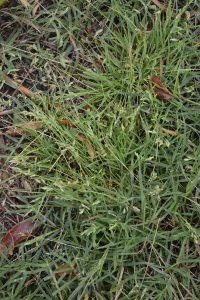 identifying poa annua in lawn beside other turf grass species