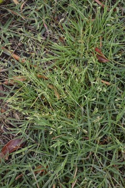 identifying poa annua in lawn beside other turf grass species
