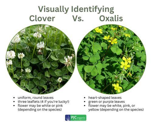 Diagram highlighting the visual differences between clover and oxalis 