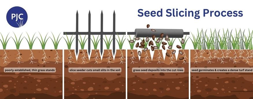 diagram of how seed slicer makes cuts in soil and deposits grass seed to help determine should you seed slice this spring