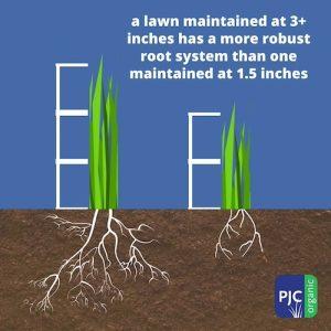 graphic showing longer turf blade results in longer root development to show mowing height matters