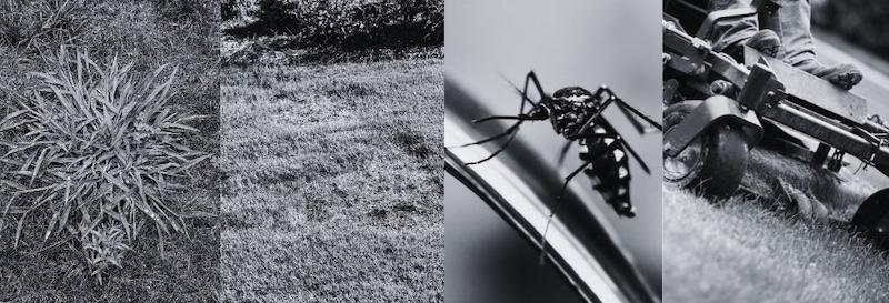 crab grass, bare spot on lawn, mosquito and lawn mower for early summer turf tips to address