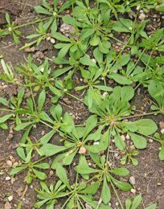 carpet weed close up as a summer weed from moist soil conditions