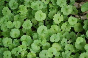 image of ground ivy close up 