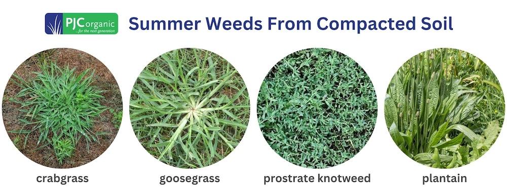 image of four summer weeds from compacted soil: crabgrass, plantain, knotweed, goosegrass