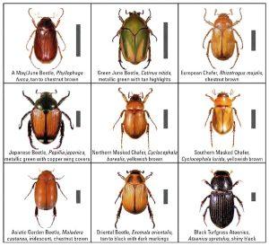 graphic showing many beetles to distinguish their differences