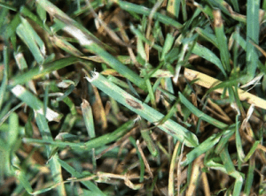 image of summer fungal disease in grass, leaf spot