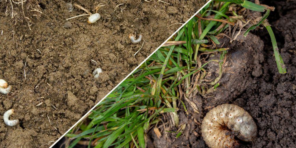 image of grubs in soil so you know to scout and Treat Grubs Without Harmful Chemicals