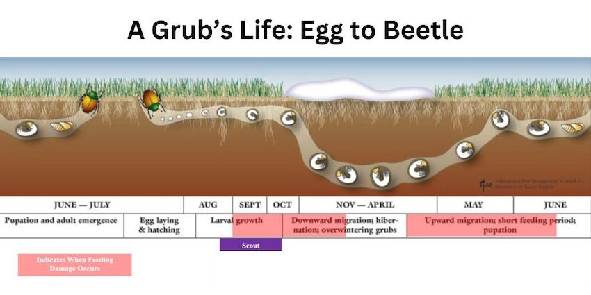 diagram of grub lifecycle so you know what months they are developing