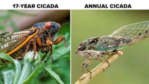 Brood XIV, one of the 17-year periodical cicada broods verse annual chicada, for how to Manage the Return of Cicadas blog