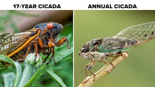 Brood XIV, one of the 17-year periodical cicada broods verse annual chicada, for how to Manage the Return of Cicadas blog