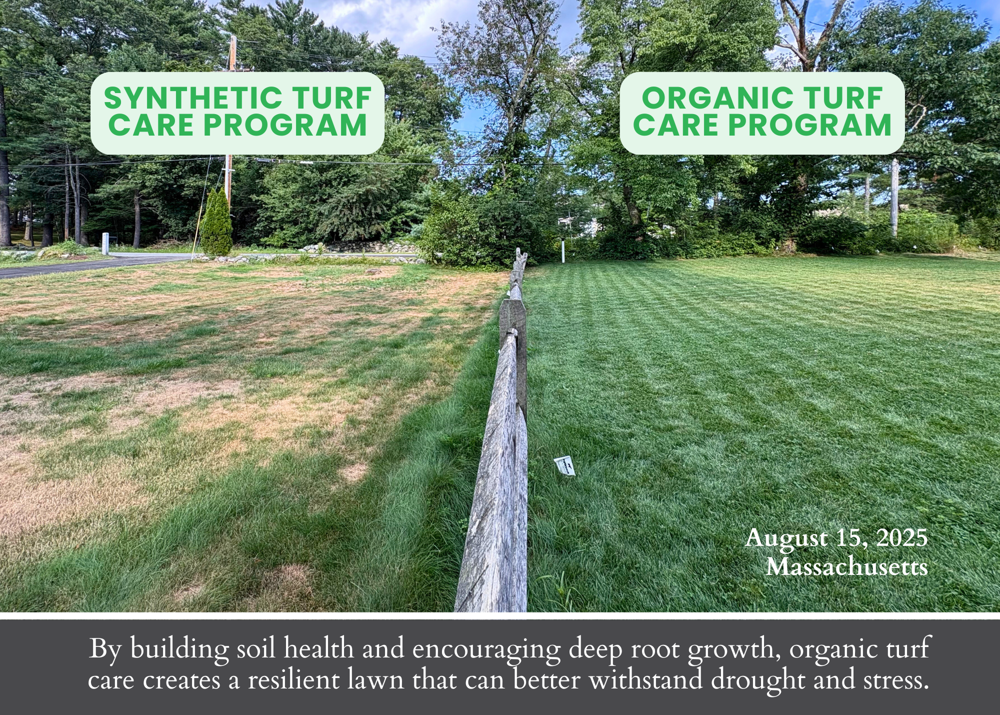 comparison of synthetic lawn versus organic lawn in drought 